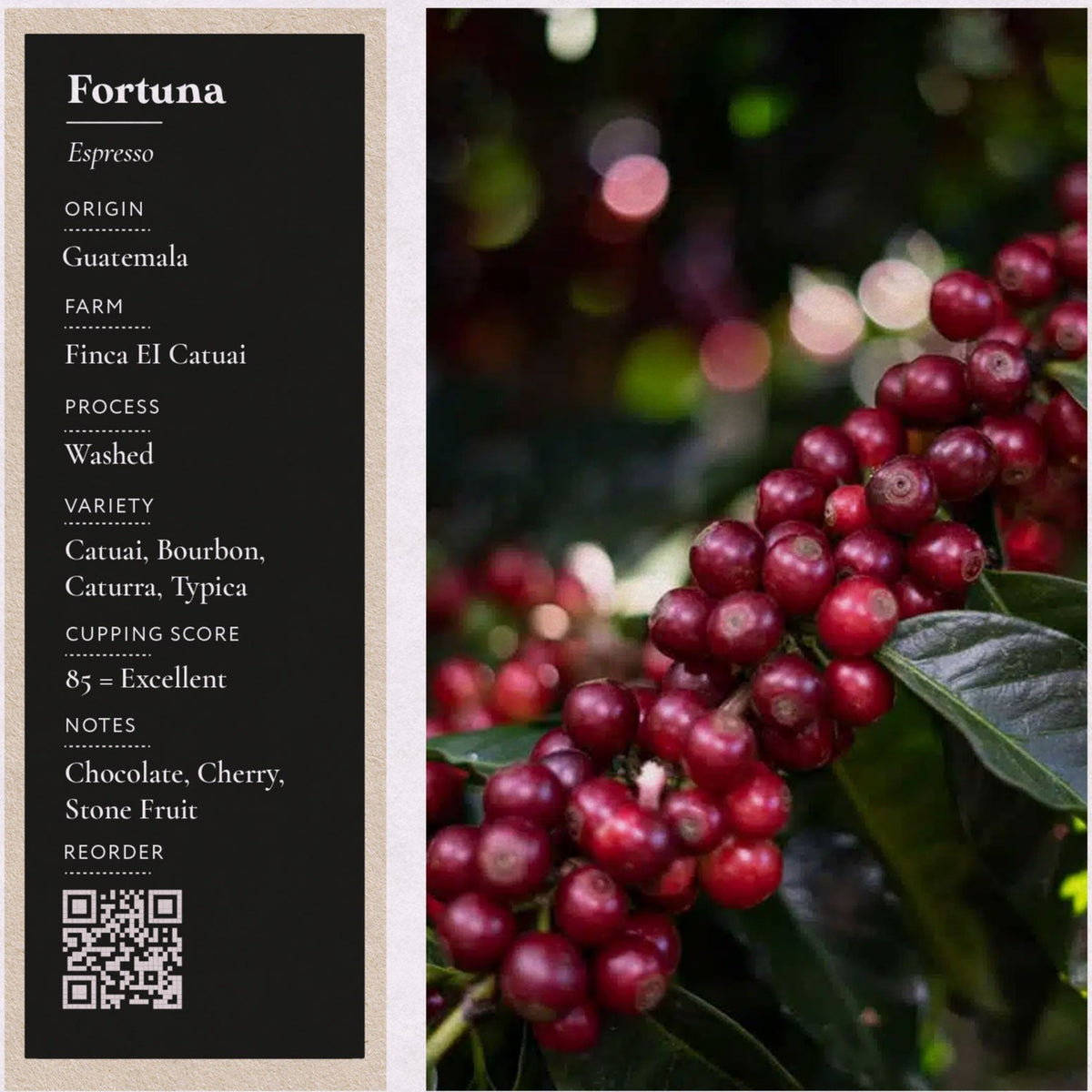 Fortuna Espresso - Guatemala, Finca El Catuai